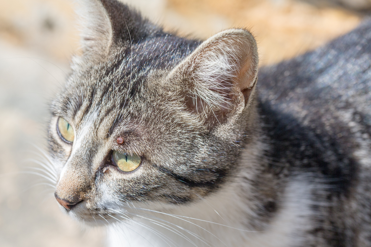 Je kat ontwormen: moet je zeker weten Happy Pet