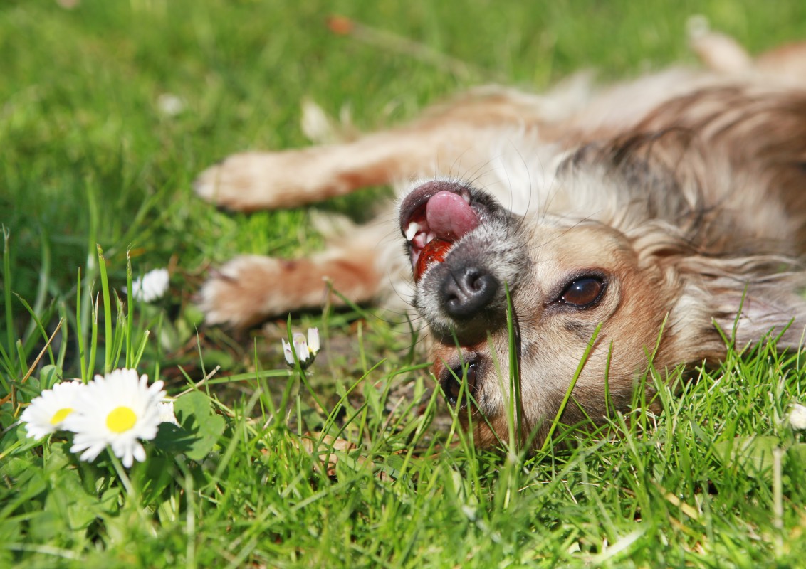 Giftige Planten Voor Honden En Tips Voor Hondvriendelijke Tuin