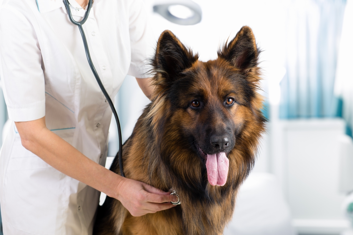 artrose hond  behandeling