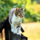 Waarom katten met artrose voldoende moeten bewegen