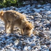 hond eet stenen