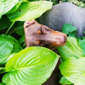 hond tussen planten