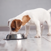 Voeding hond artrose