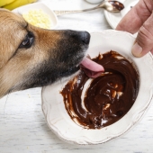 hond eet chocolade