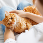 Heeft je kat koorts? Dit moet je in de gaten houden … 
