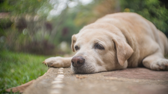 Koe Bij Daarbij artrose bij honden levensverwachting | My Happy Pet