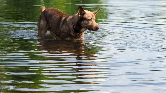 hond in water