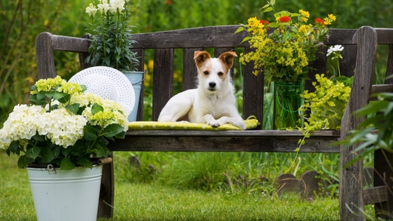 giftige planten hond tuin buiten gevaarlijk