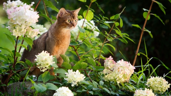 giftige plant kat gevaarlijk buiten