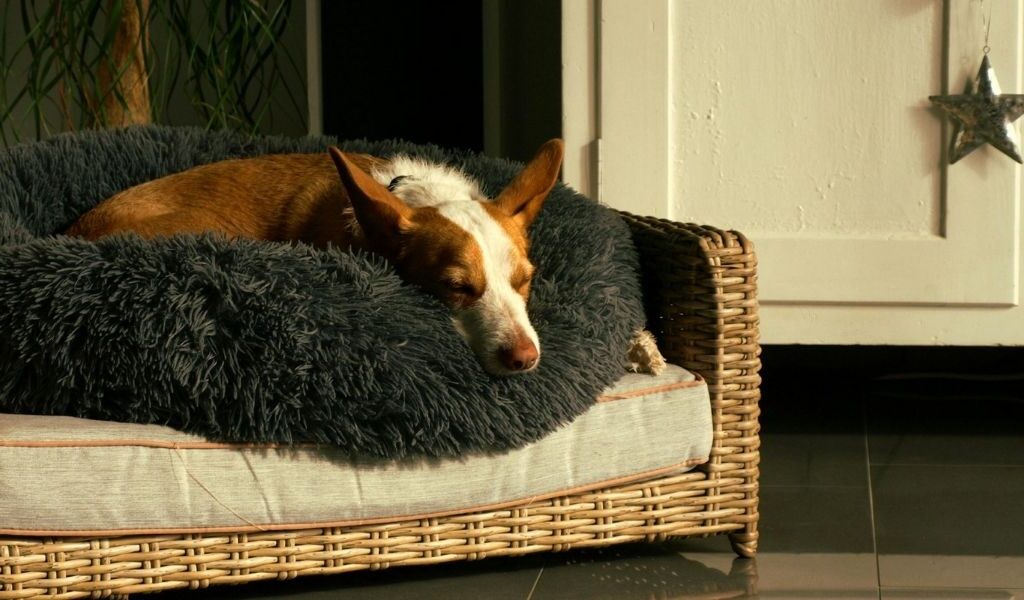 5 tips om wormen te voorkomen bij hond - propere leefomgeving