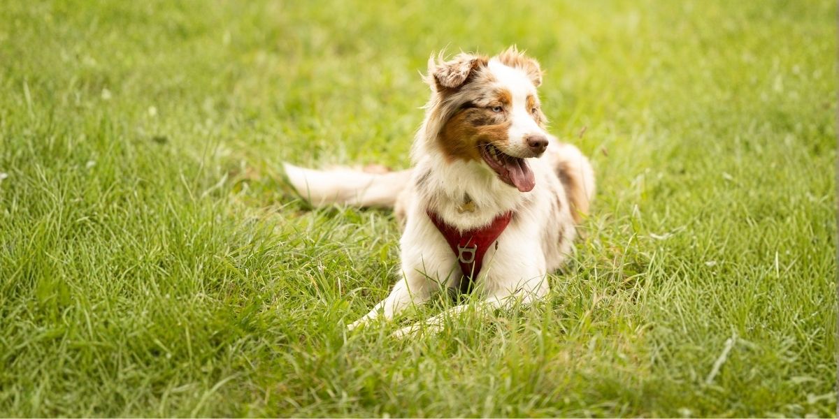 Ontwormen van je hond - Drontal - Banner MHP