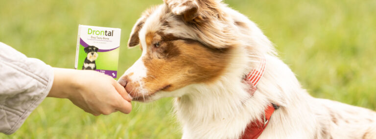 Ontwormen van je hond - Drontal