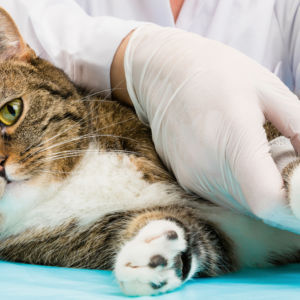 gescheurde kruisband kat symptomen en herstellen