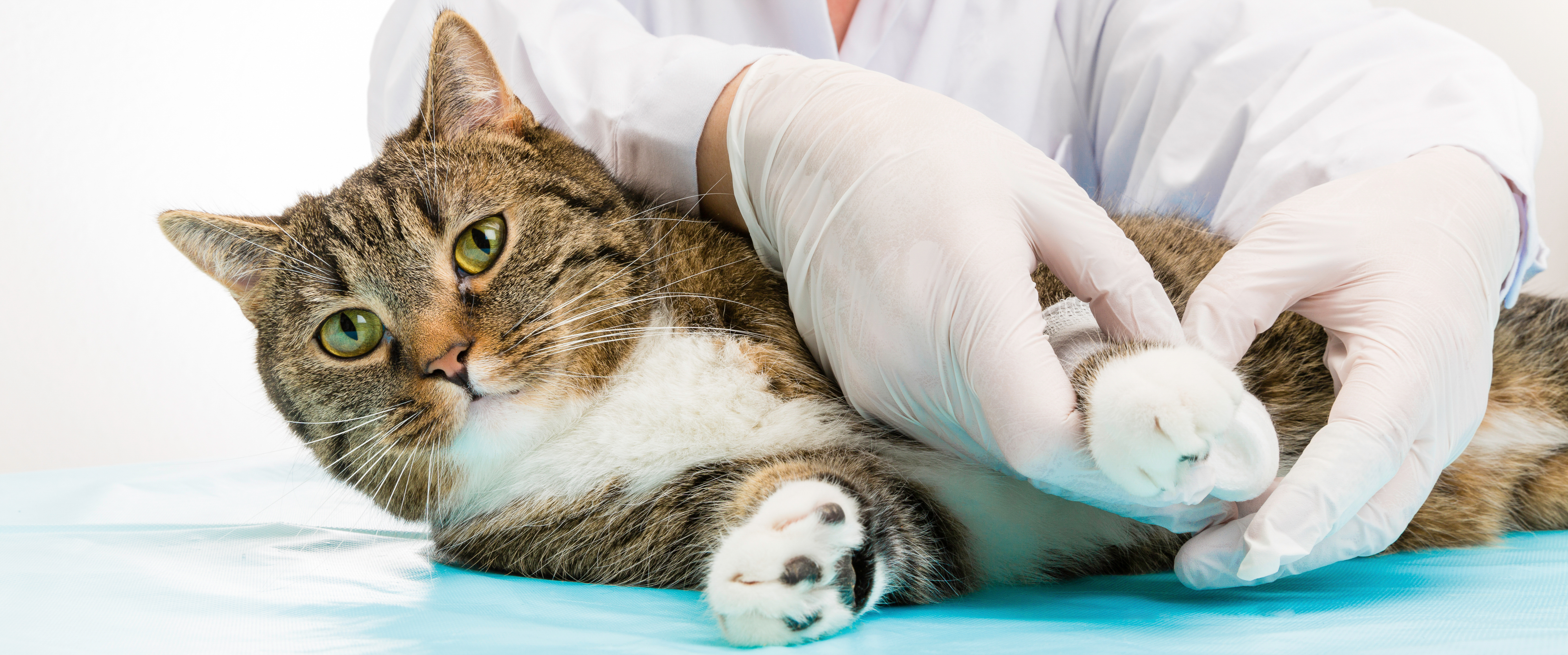 gescheurde kruisband kat symptomen en herstellen