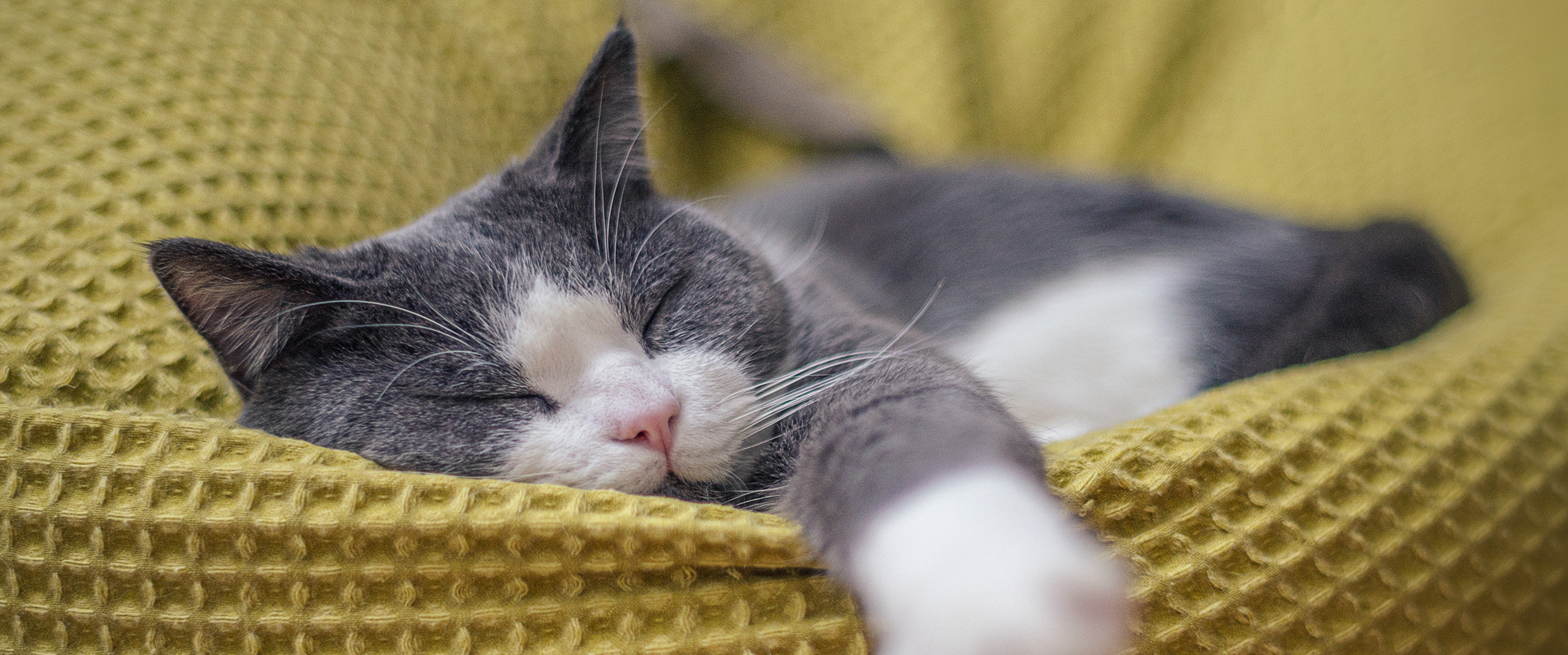 Herstel en fysiotherapie voor een kat met een gescheurde kruisband