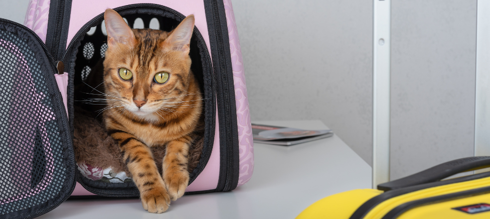 Op vakantie met je hond of kat