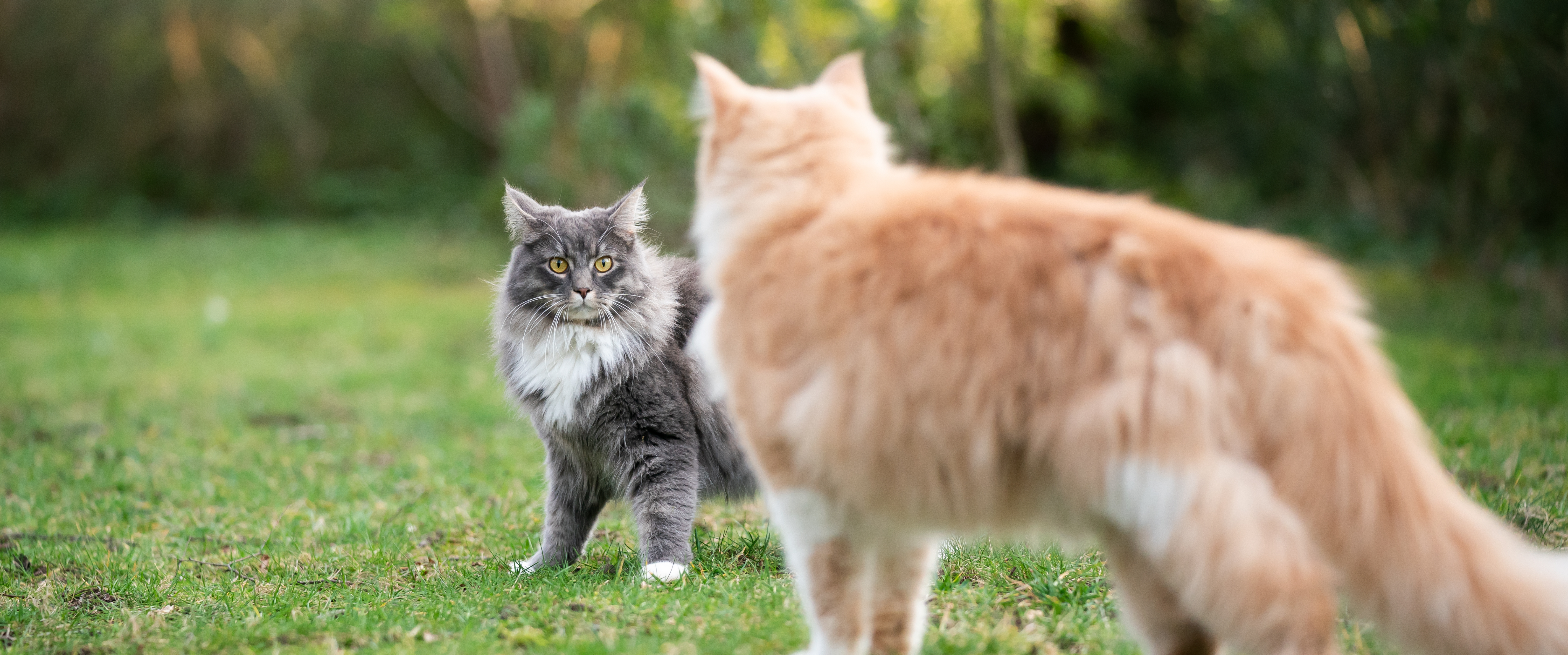 Kattenpension