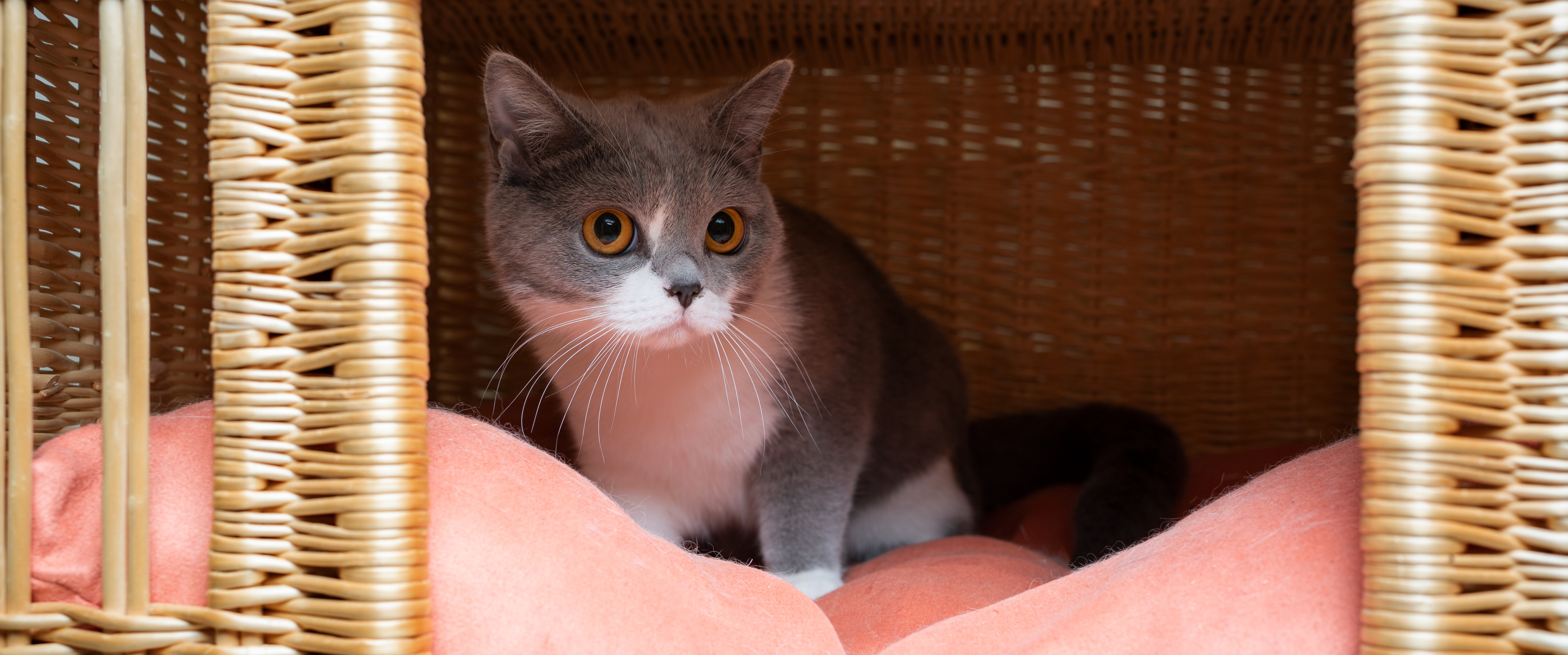 Stress bij katten kan verschillende oorzaken hebben