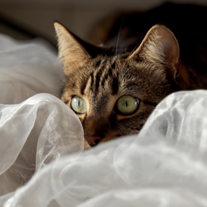 Stress bij katten herkennen en verminderen