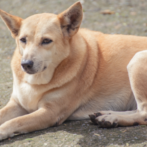 Hond afvallen