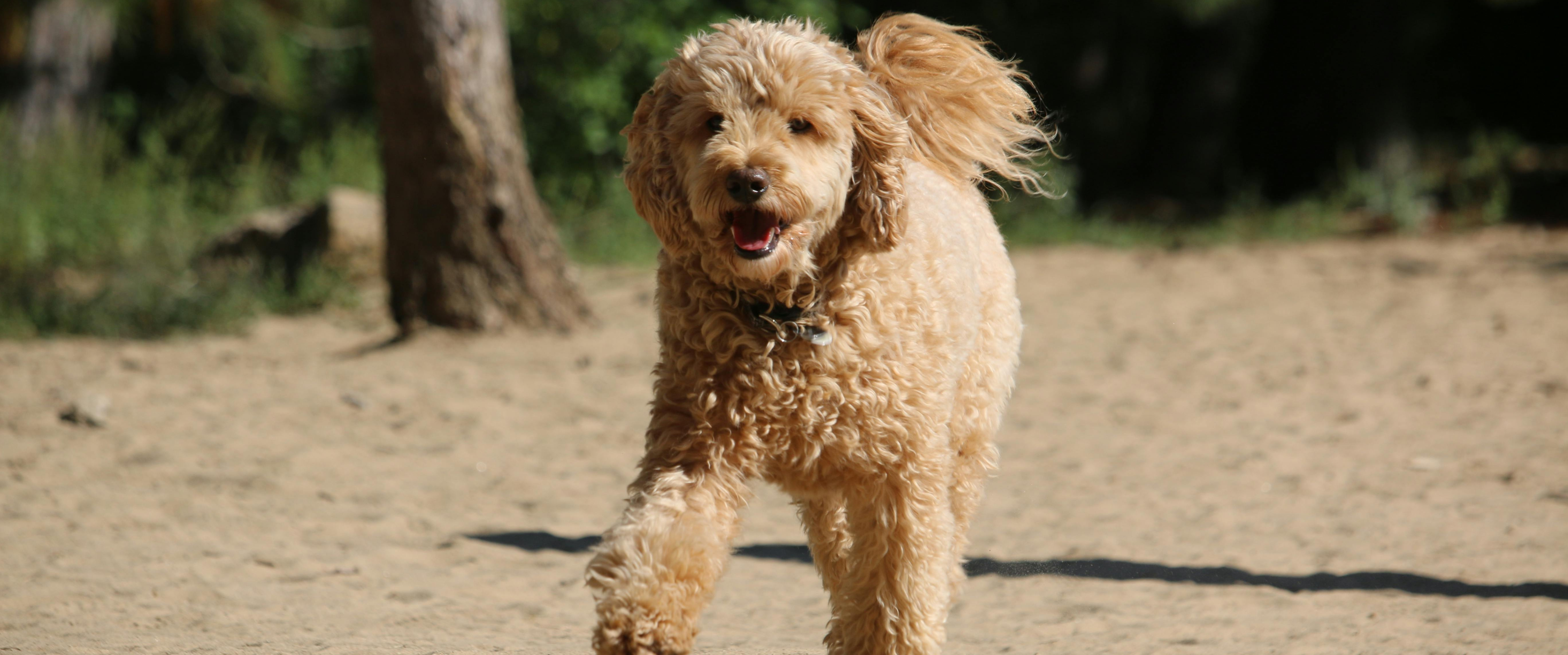 hond meer laten bewegen