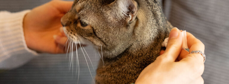 Ontwormen van je kat - Dronspot