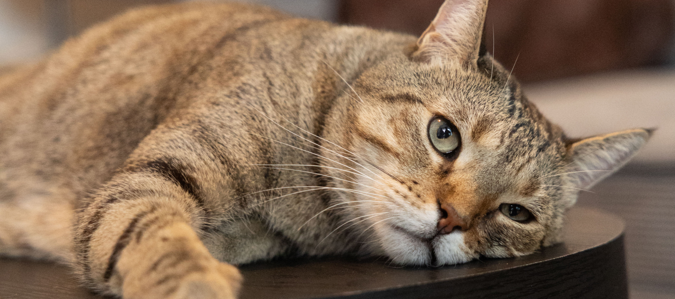 Ontwormen van je kat - Dronspot - Banner MHP