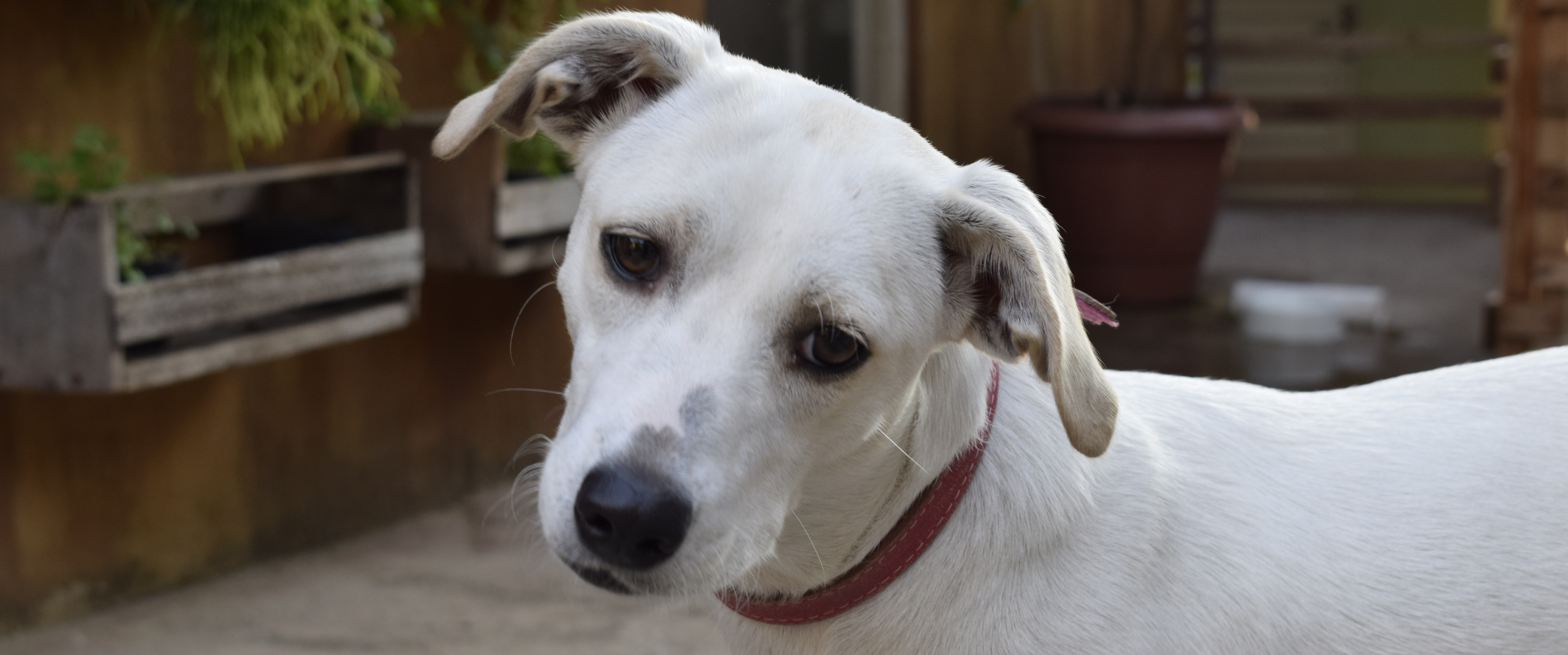 Lichaamstaal hond