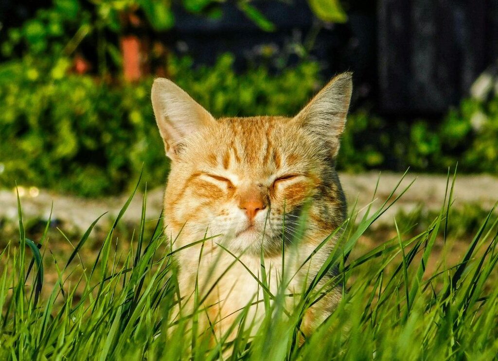 oververhitting bij katten