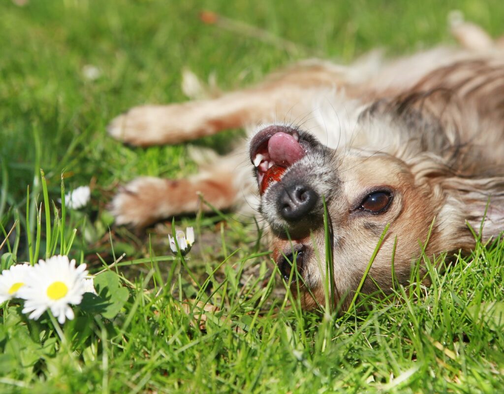 Giftige planten hond