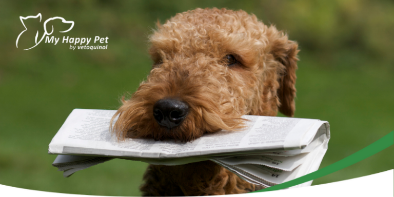 Wat is de normale lichaamstemperatuur van een kat? - My Happy Pet