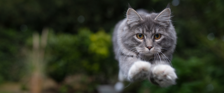 kat meer laten bewegen