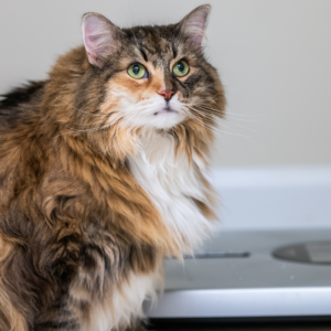 kat te dik
