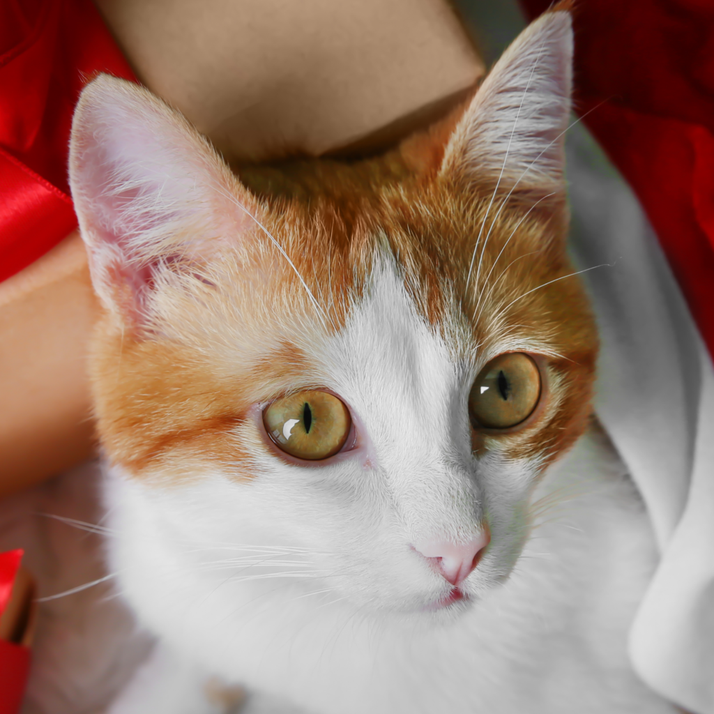 Kerstcadeaus voor katten