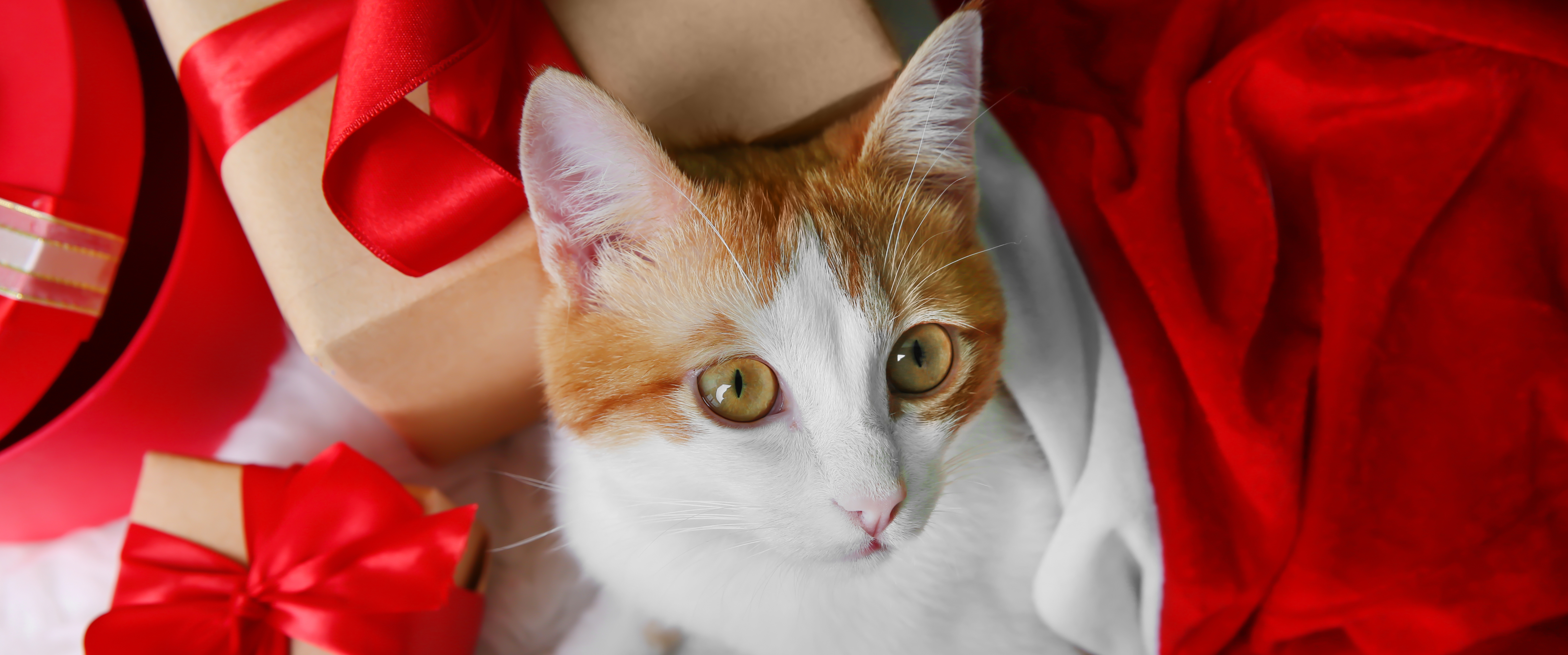 Kerstcadeaus voor katten