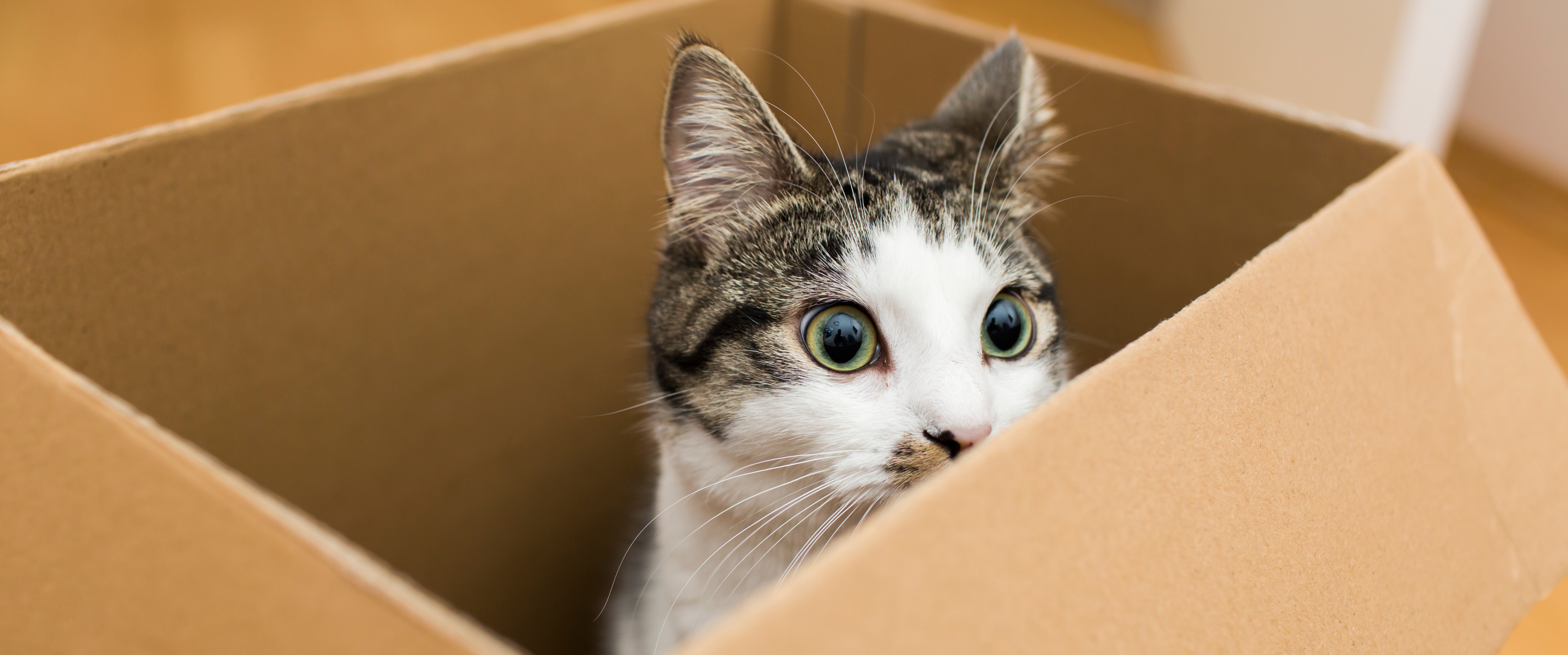 Kerstcadeaus voor katten