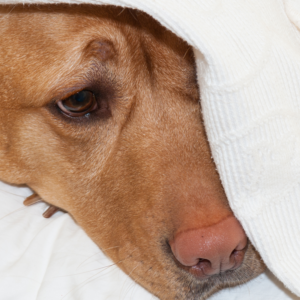 Bange hond kalmeren