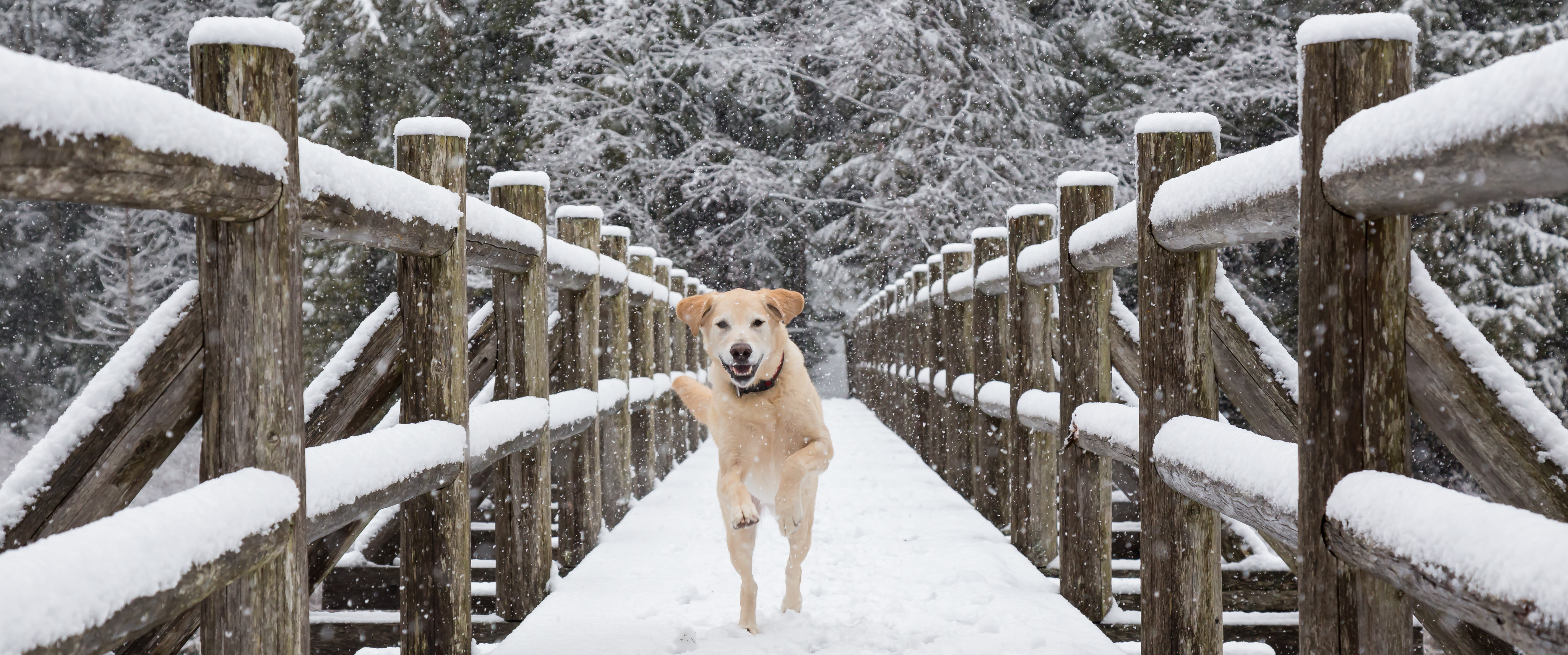 Baasje op wandeling met hond in de winter