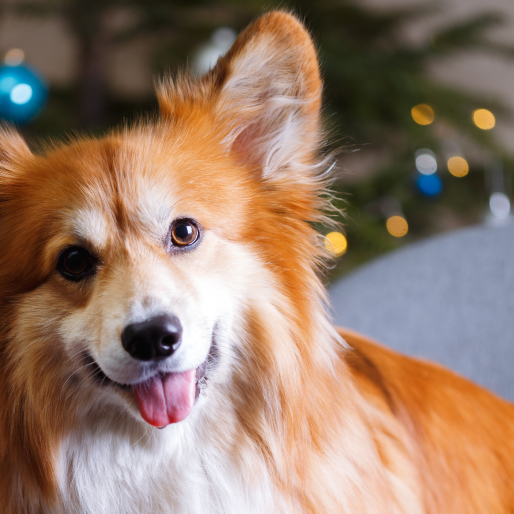 kerstcadeaus voor honden