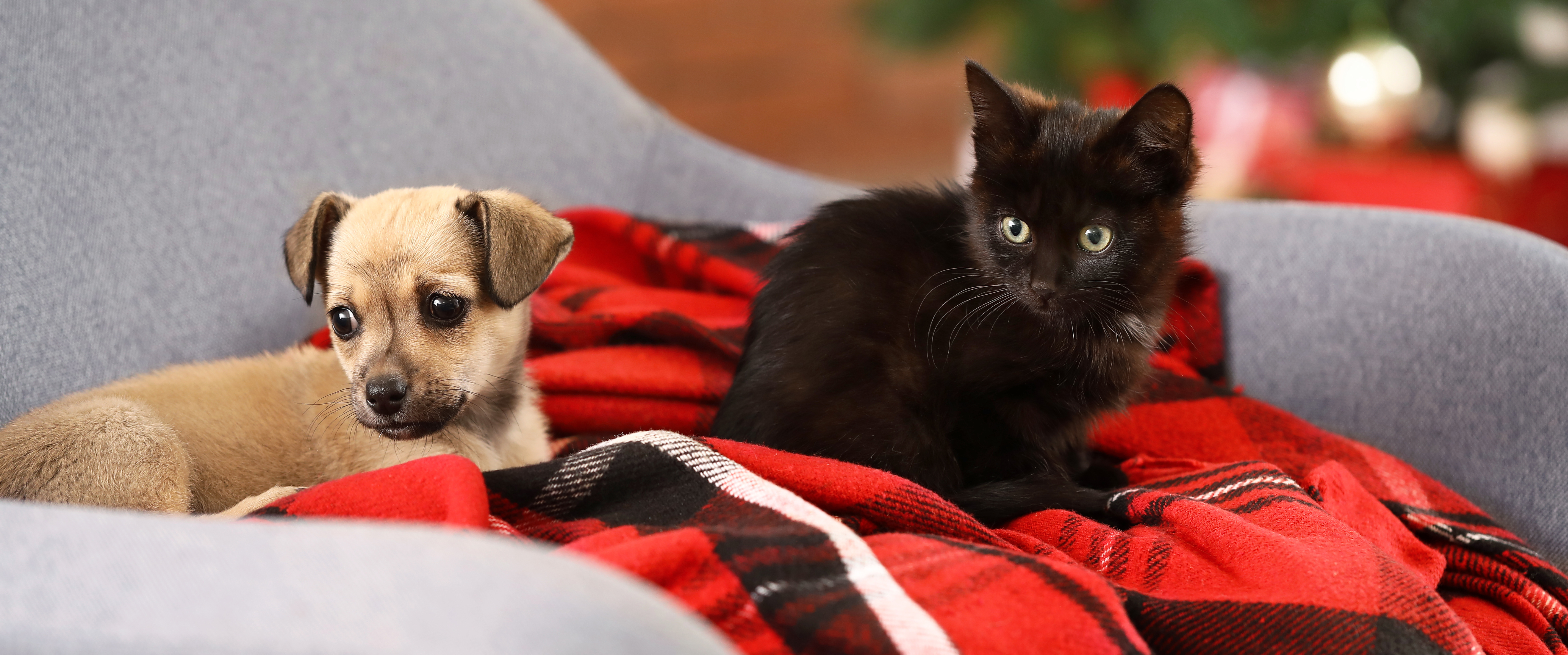 Hond en kat die een diervriendelijke kerst vieren bij de kerstboom