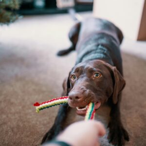 5 leuke DIY-speeltjes voor hond om te maken als huisdiereigenaar