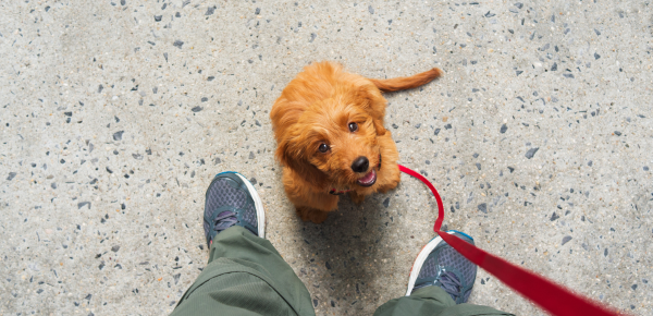 Herhaal de basiscommando's met je hond, handige tips voor hondeneigenaars