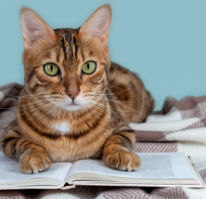 Zo leer je een kat commando's aan, handige tips voor katteneigenaars