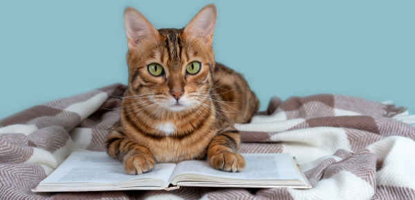 Zo leer je een kat commando's aan, handige tips voor katteneigenaars