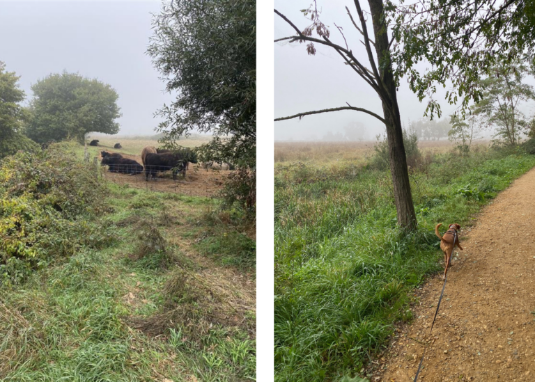 Mooiste winterwandelingen in België en Nederland met je hond. Het mechelsbroek. Hond aan leiband, in de mist