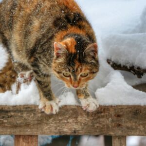 Olympische winterspelen: zorg voor een actieve kat, ook tijdens de winterdagen!
