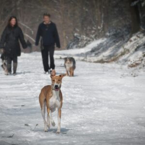 Mooiste winterwandelingen in 2026 met je hond in België en Nederland