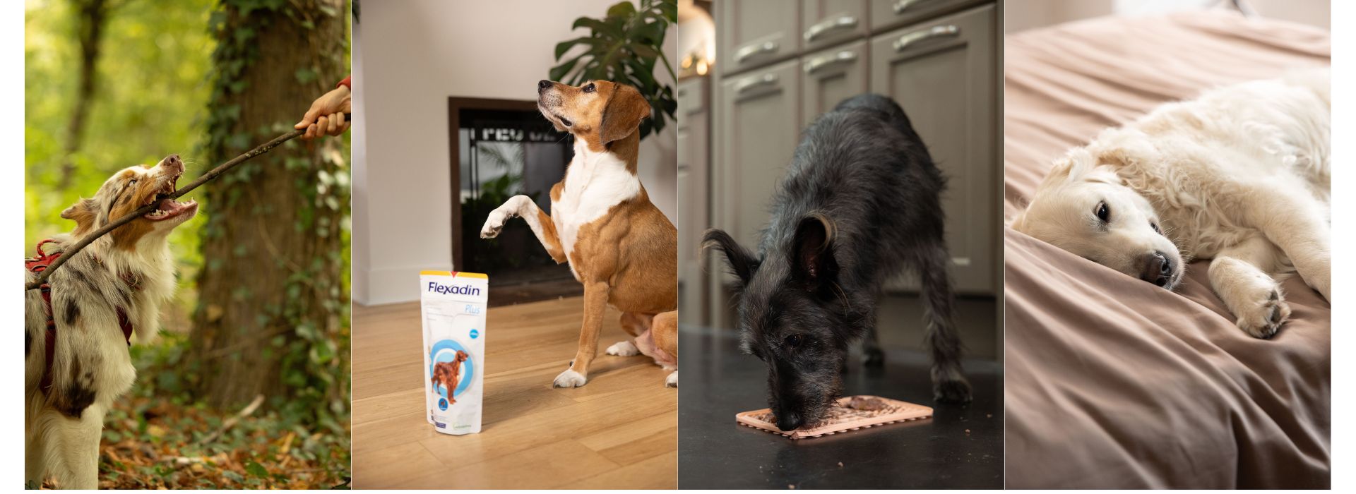 Honden die hun routine uitvoeren: wandelen, sociaal contact, eten en slapen