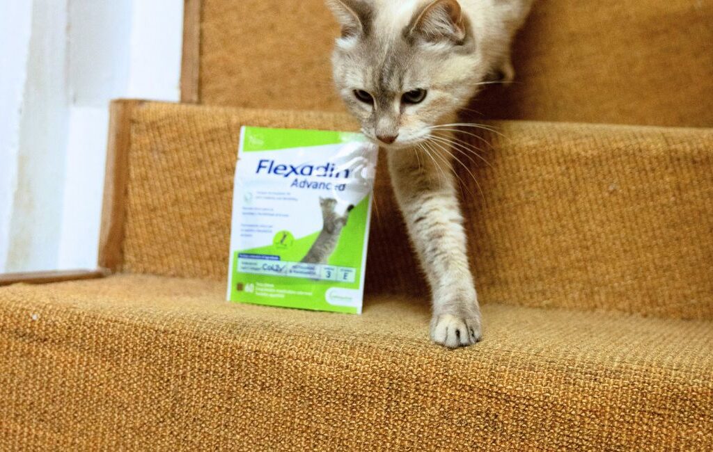 Flexadin voor katten: kat die van trapt loopt met Flexadin Advanced naast zich