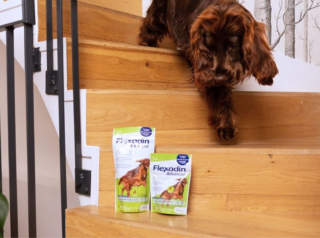 Flexadin voor honden: bruine hond die van de trap loopt met Flexadin Advanced naast zich